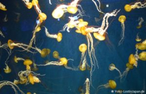 Enoshima Aquarium