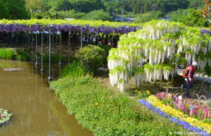 Ashikaga Flower Park